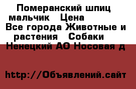 Померанский шпиц, мальчик › Цена ­ 35 000 - Все города Животные и растения » Собаки   . Ненецкий АО,Носовая д.
